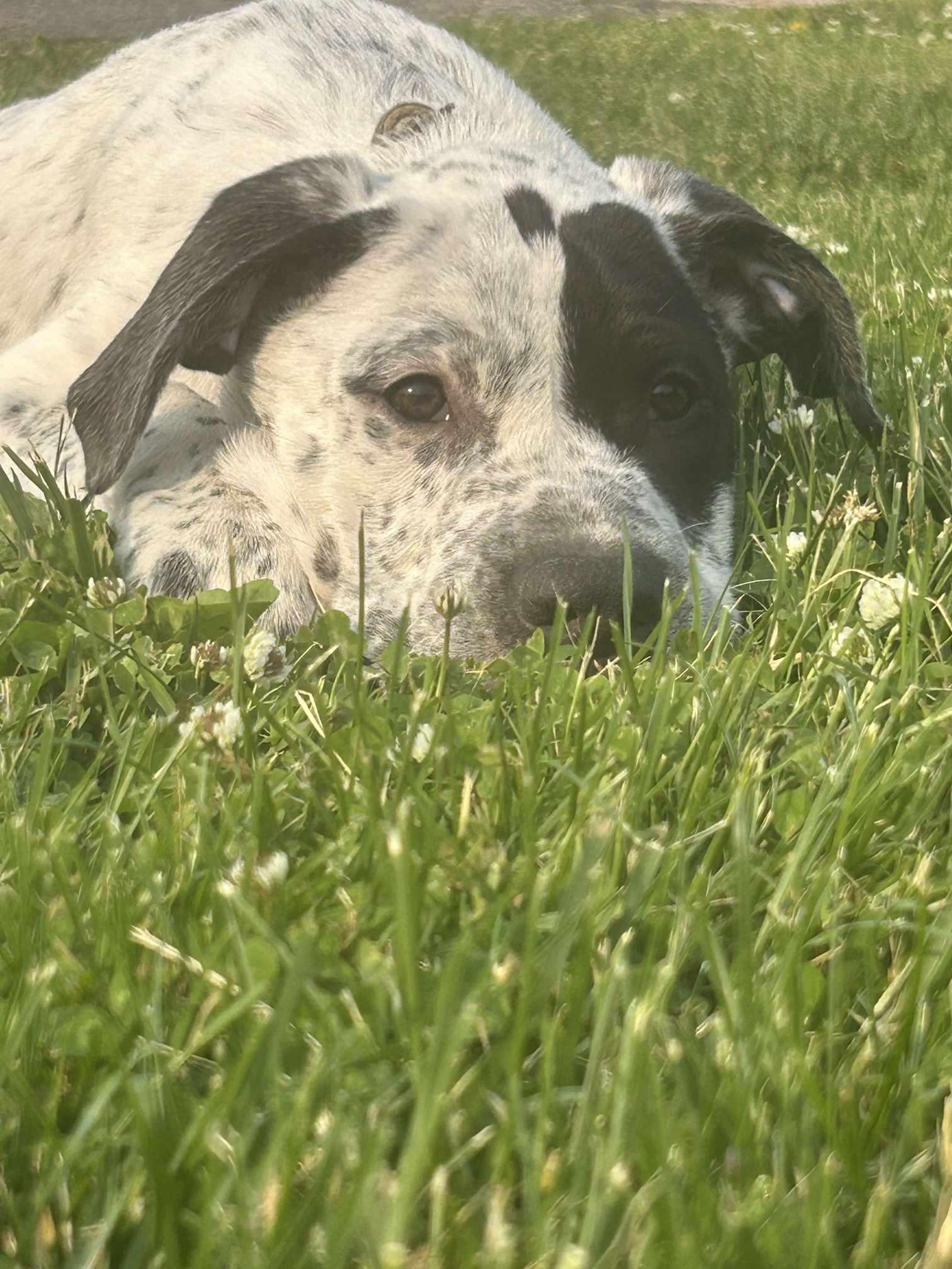 Donald, a Adoptable Terrier in Waterloo, IA image 2/2