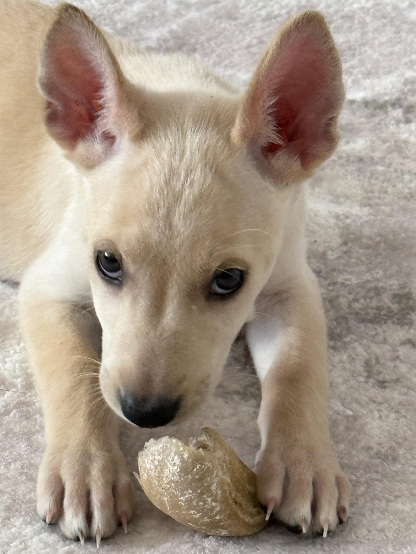 Snow, Adoptable, Puppy Female Fox Terrier.