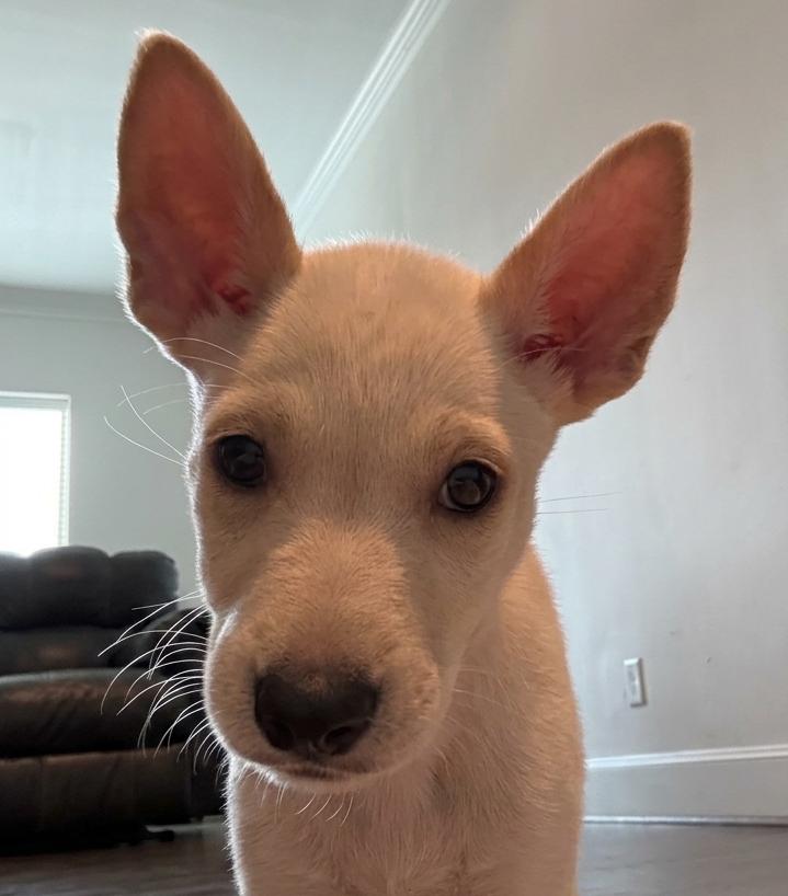Enlarge Snow, a Adoptable Fox Terrier in The Woodlands, TX image 2/2