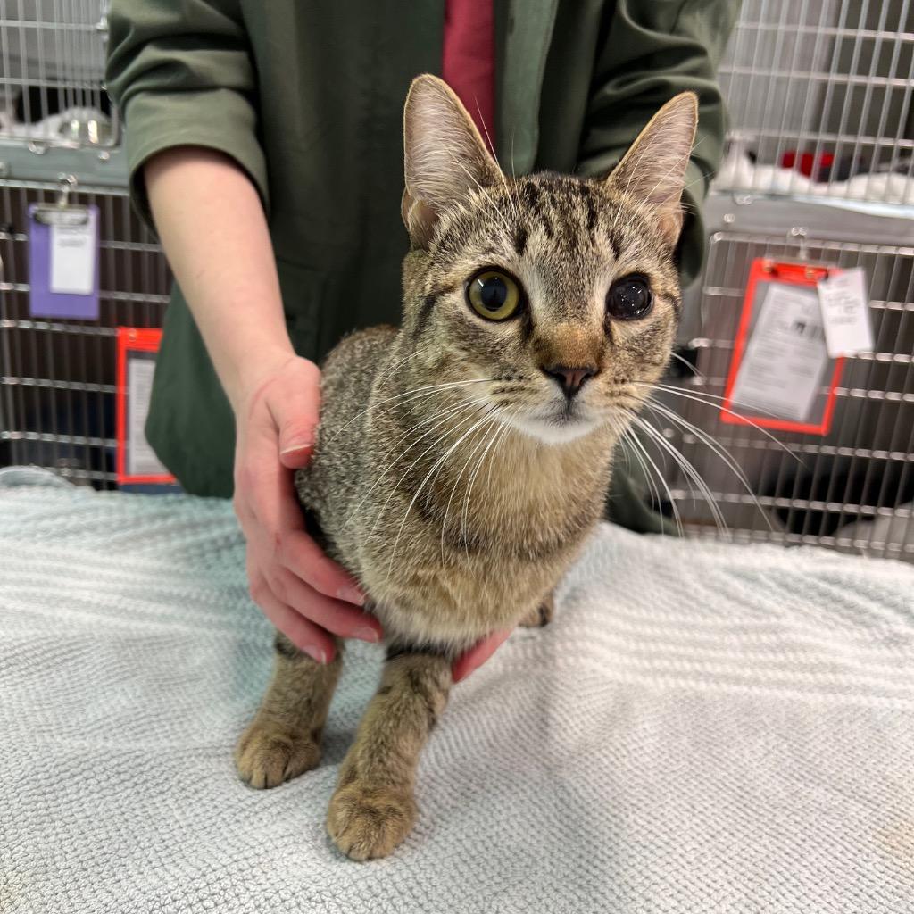 Feller, Adoptable, Adult Male Domestic Short Hair.