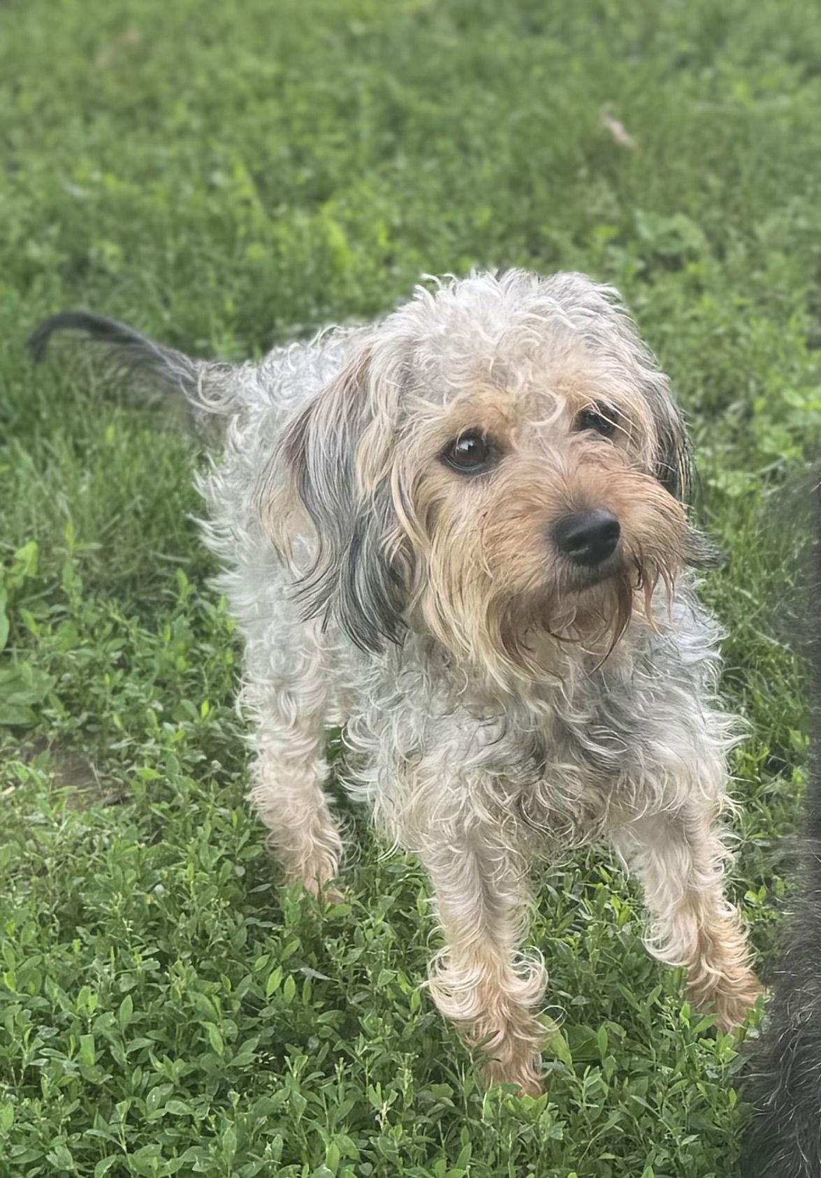 Teddy *Adoption Pending*, Adopted, Young Male Yorkshire Terrier & Poodle.