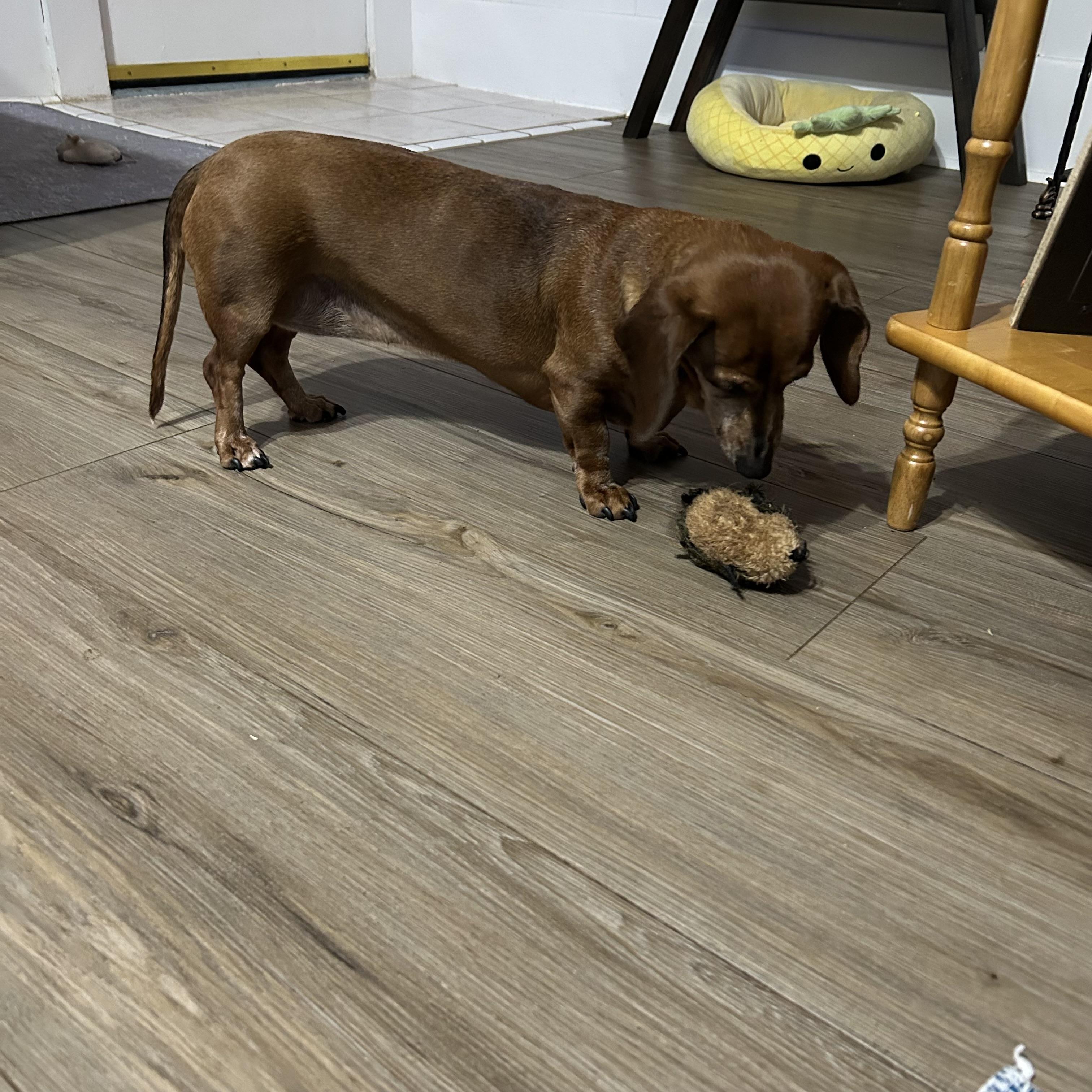 Enlarge Coco, a Adoptable Miniature Dachshund in Chickasha, OK image 1/3