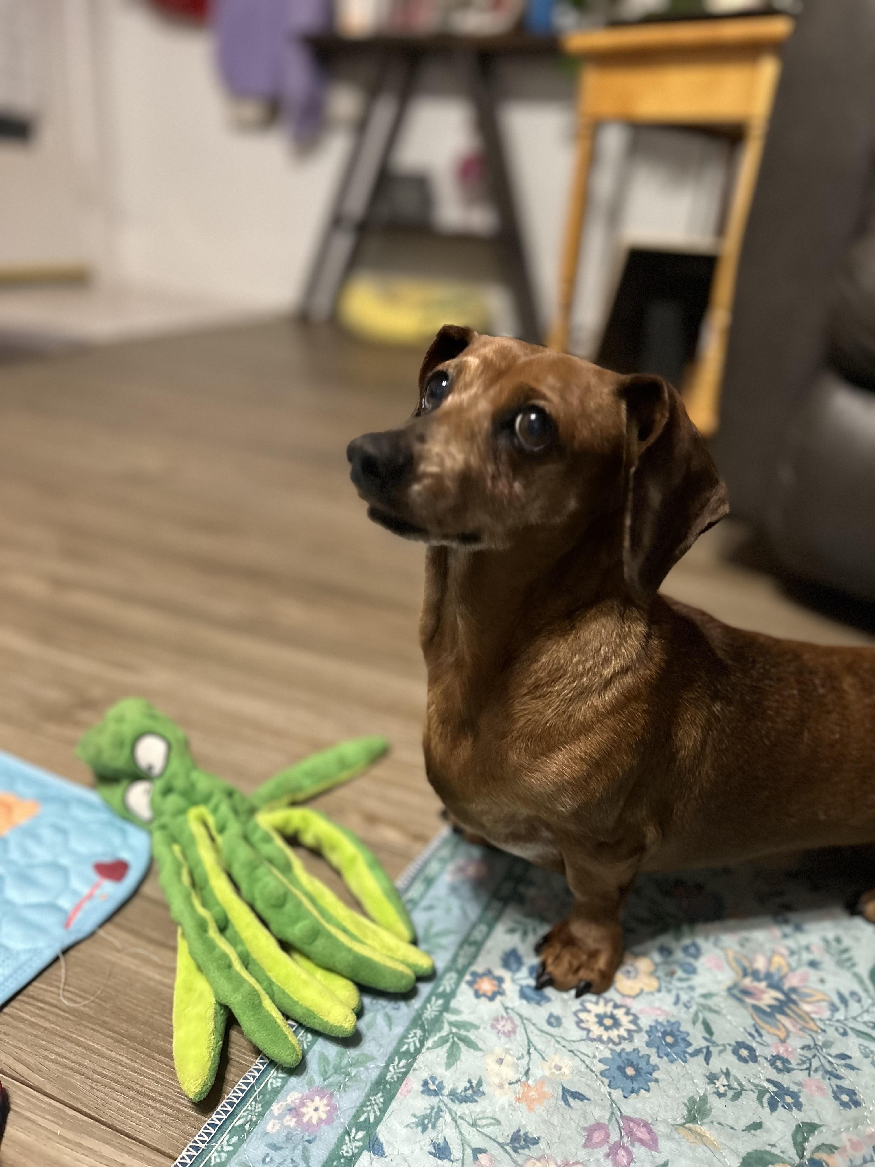 Enlarge Coco, a Adoptable Miniature Dachshund in Chickasha, OK image 2/3