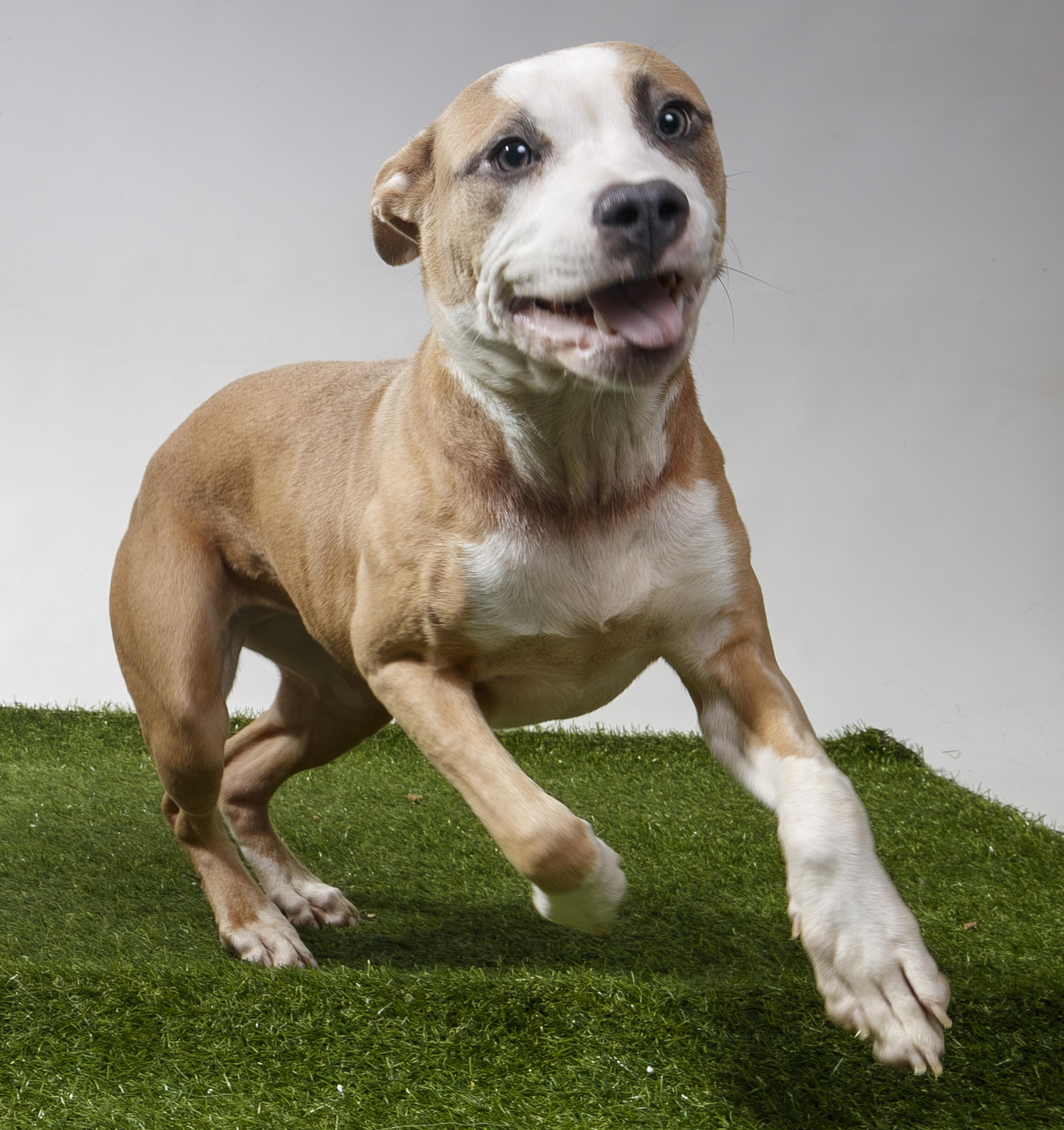 Poker Face, Adoptable, Young Female Pit Bull Terrier.