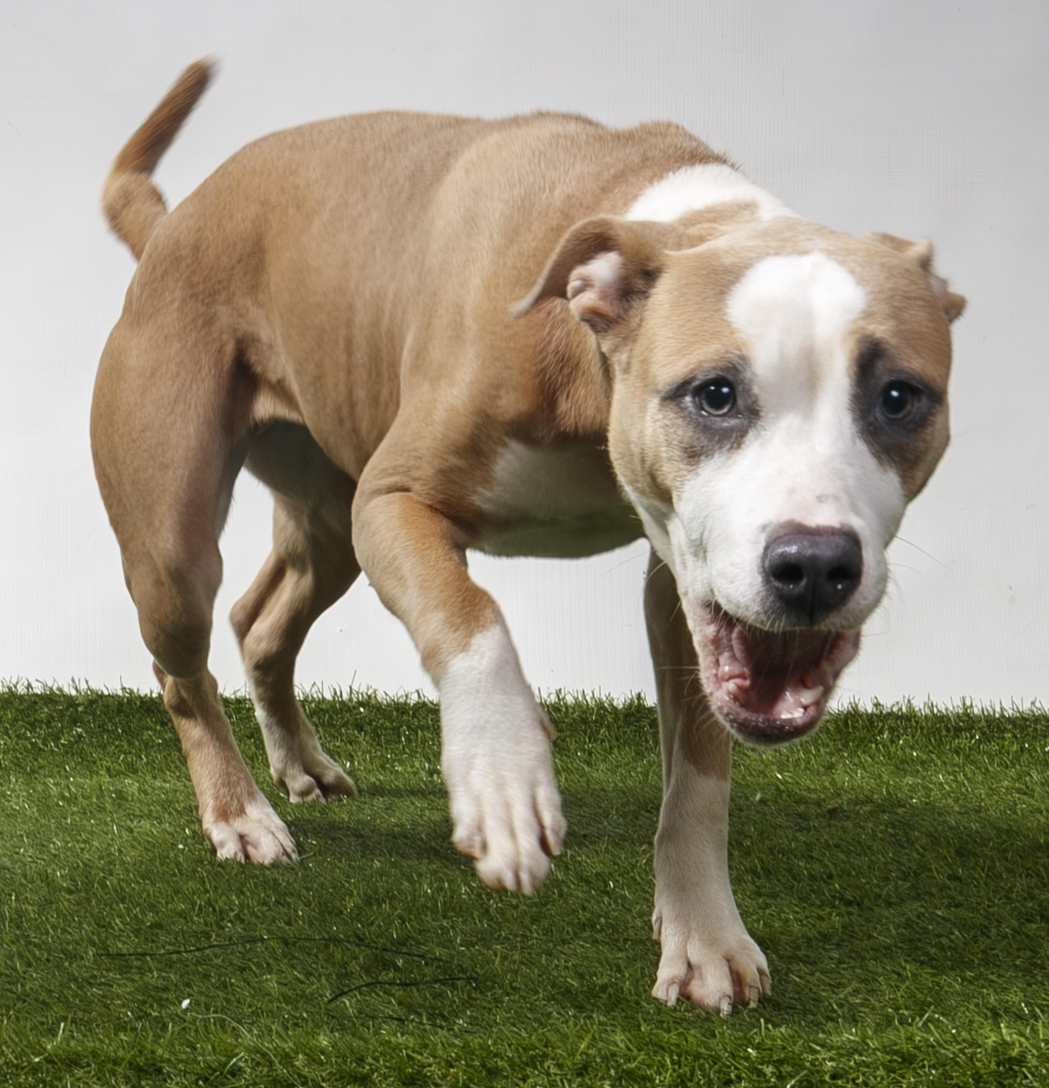 Enlarge Poker Face, a Adoptable Pit Bull Terrier in Harvey , LA image 4/5