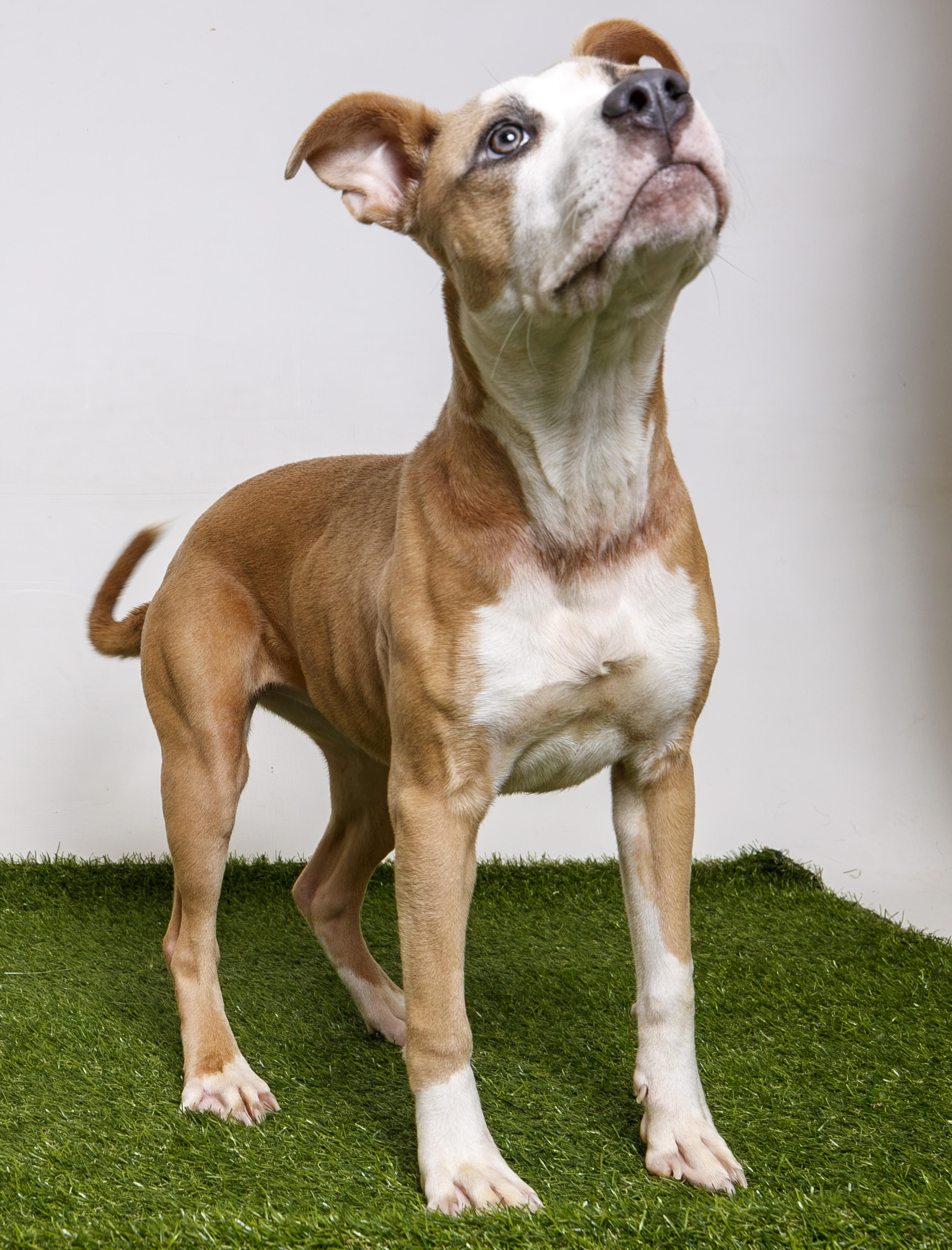Enlarge Poker Face, a Adoptable Pit Bull Terrier in Harvey , LA image 2/5
