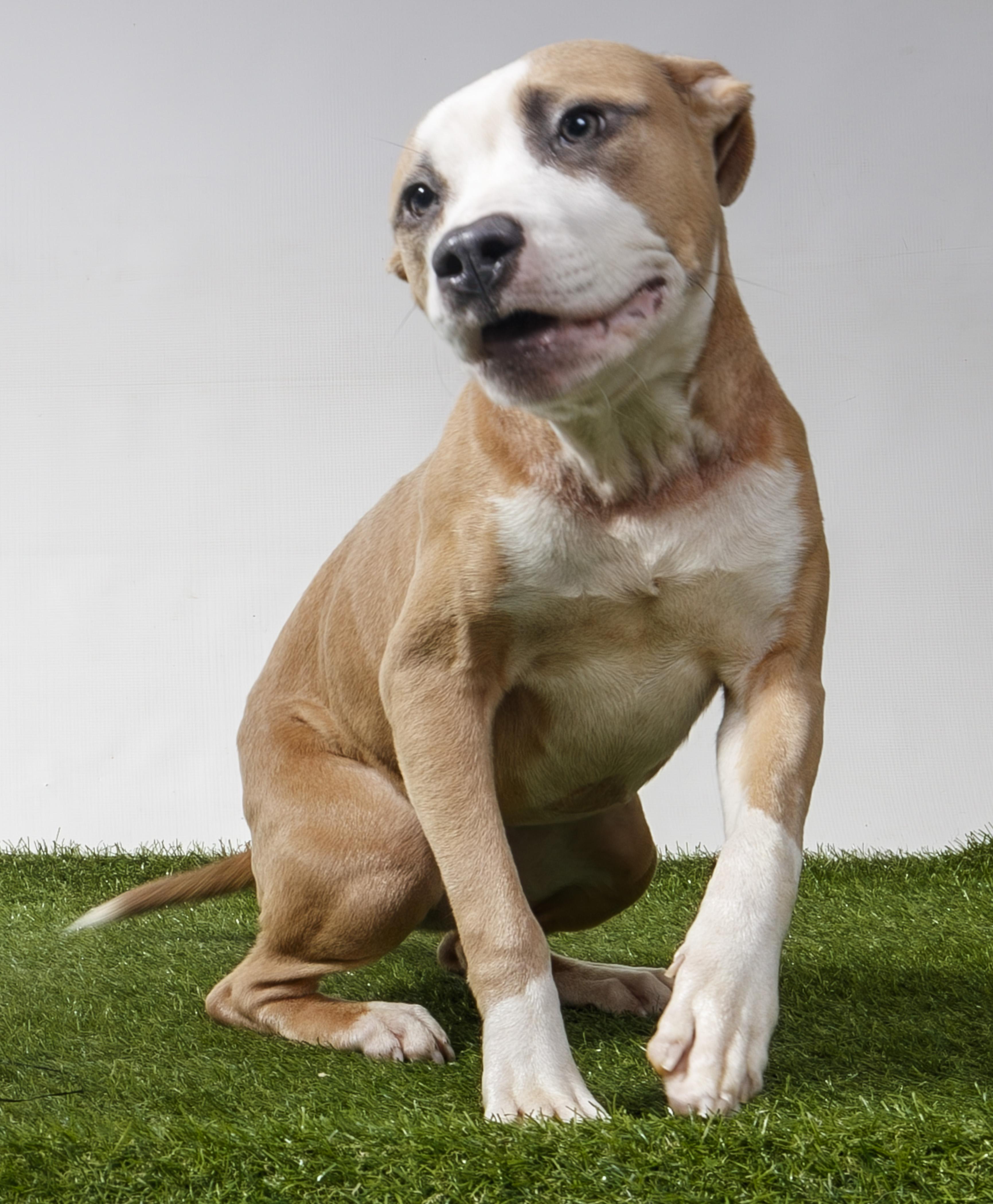 Enlarge Poker Face, a Adoptable Pit Bull Terrier in Harvey , LA image 5/5