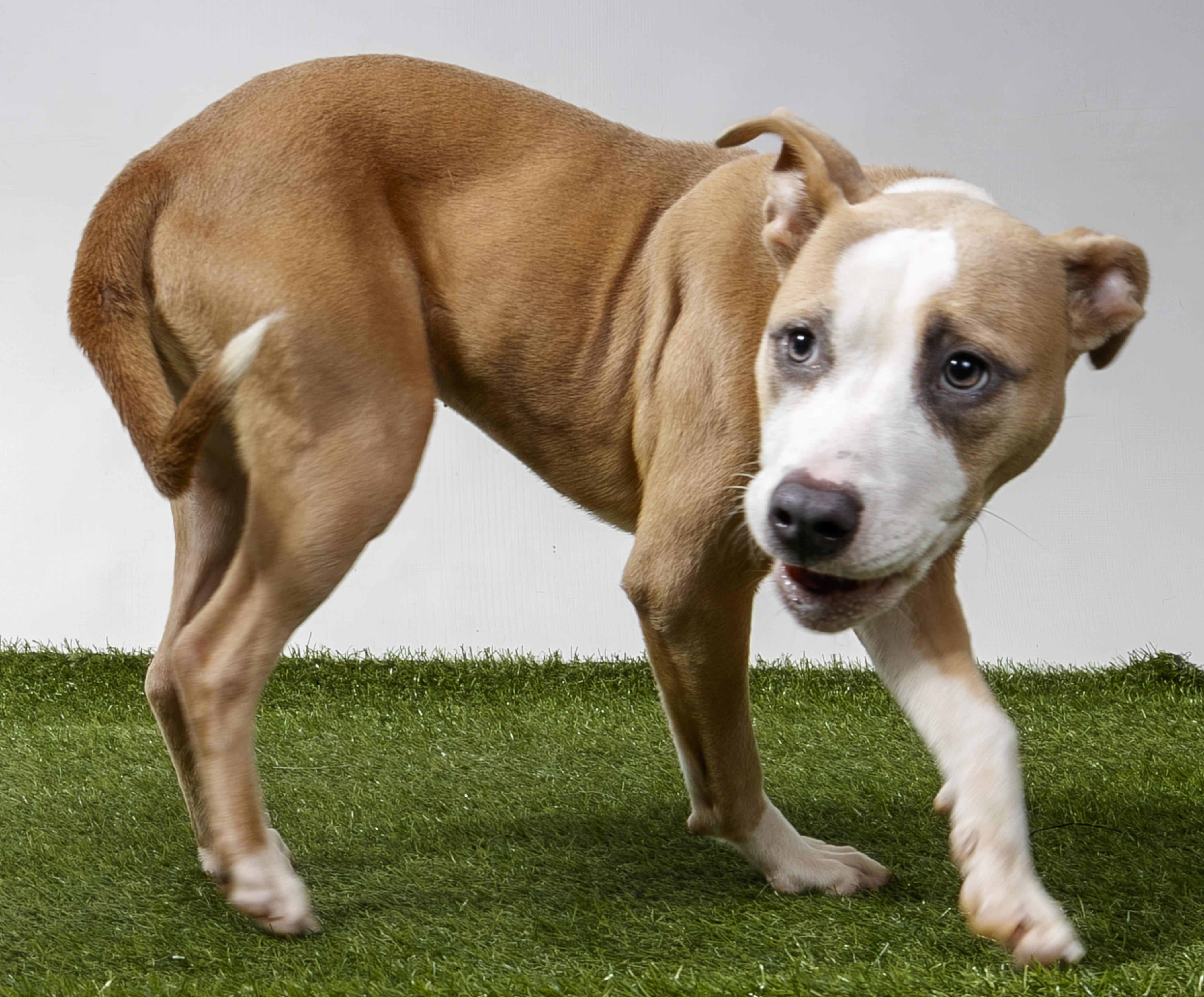 Enlarge Poker Face, a Adoptable Pit Bull Terrier in Harvey , LA image 3/5