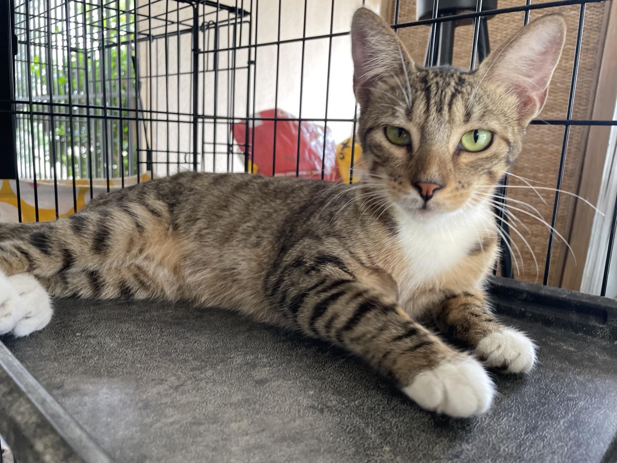 Enlarge Ferb, a ADOPTABLE Domestic Short Hair in Franklin, MA image 2/5