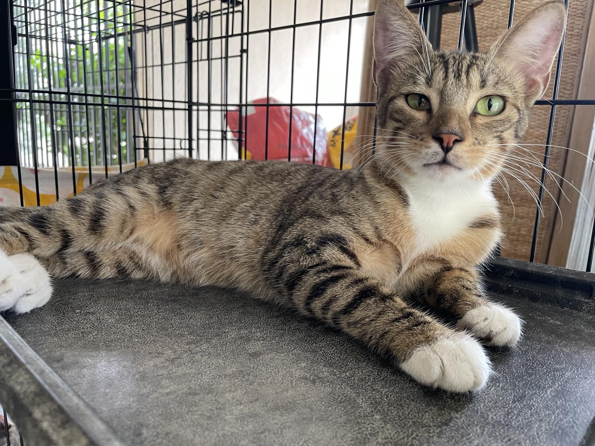 Enlarge Ferb, a ADOPTABLE Domestic Short Hair in Franklin, MA image 5/5