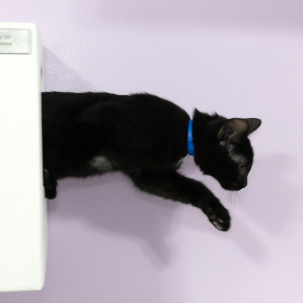 Ethan, Adoptable, Young Male Domestic Short Hair.