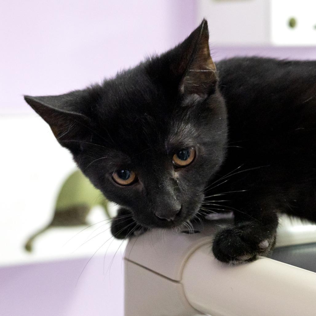 Enlarge Ethan, a Adoptable Domestic Short Hair in McKean, PA image 2/4