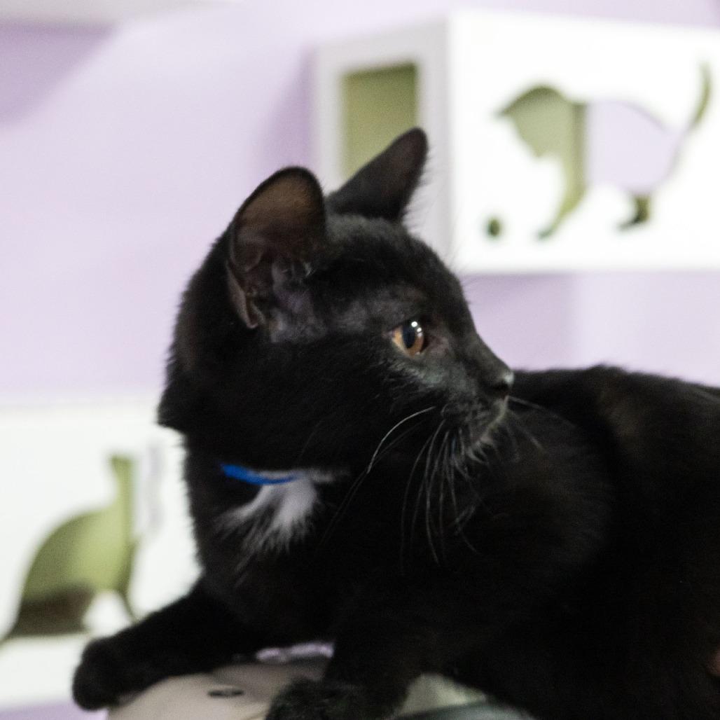 Enlarge Ethan, a Adoptable Domestic Short Hair in McKean, PA image 3/4