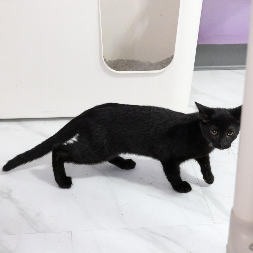 Enlarge Ethan, a Adoptable Domestic Short Hair in McKean, PA image 4/4