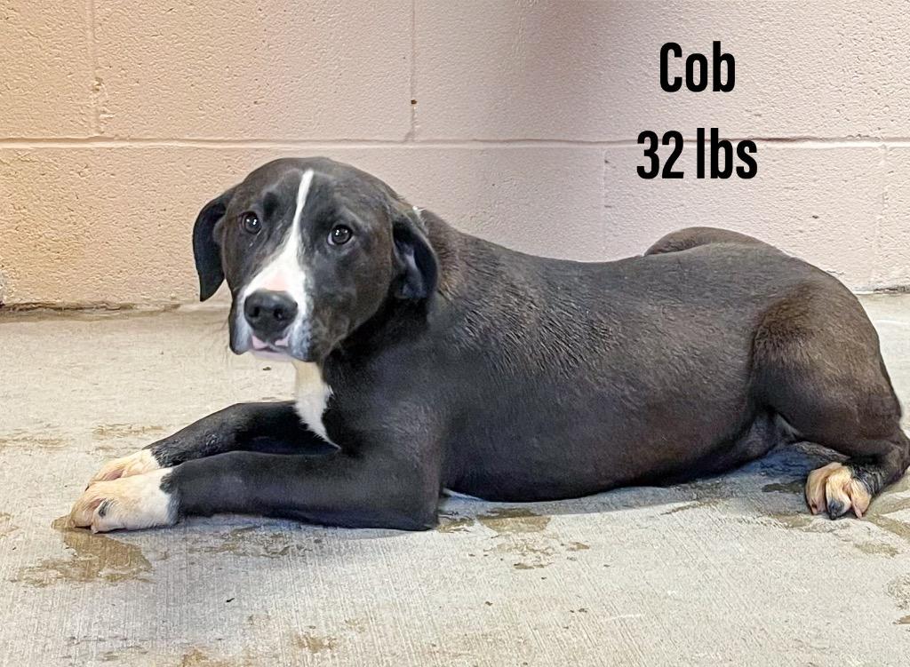 Enlarge Cob, a Adoptable mixed breed in Clearfield, KY image 1/1