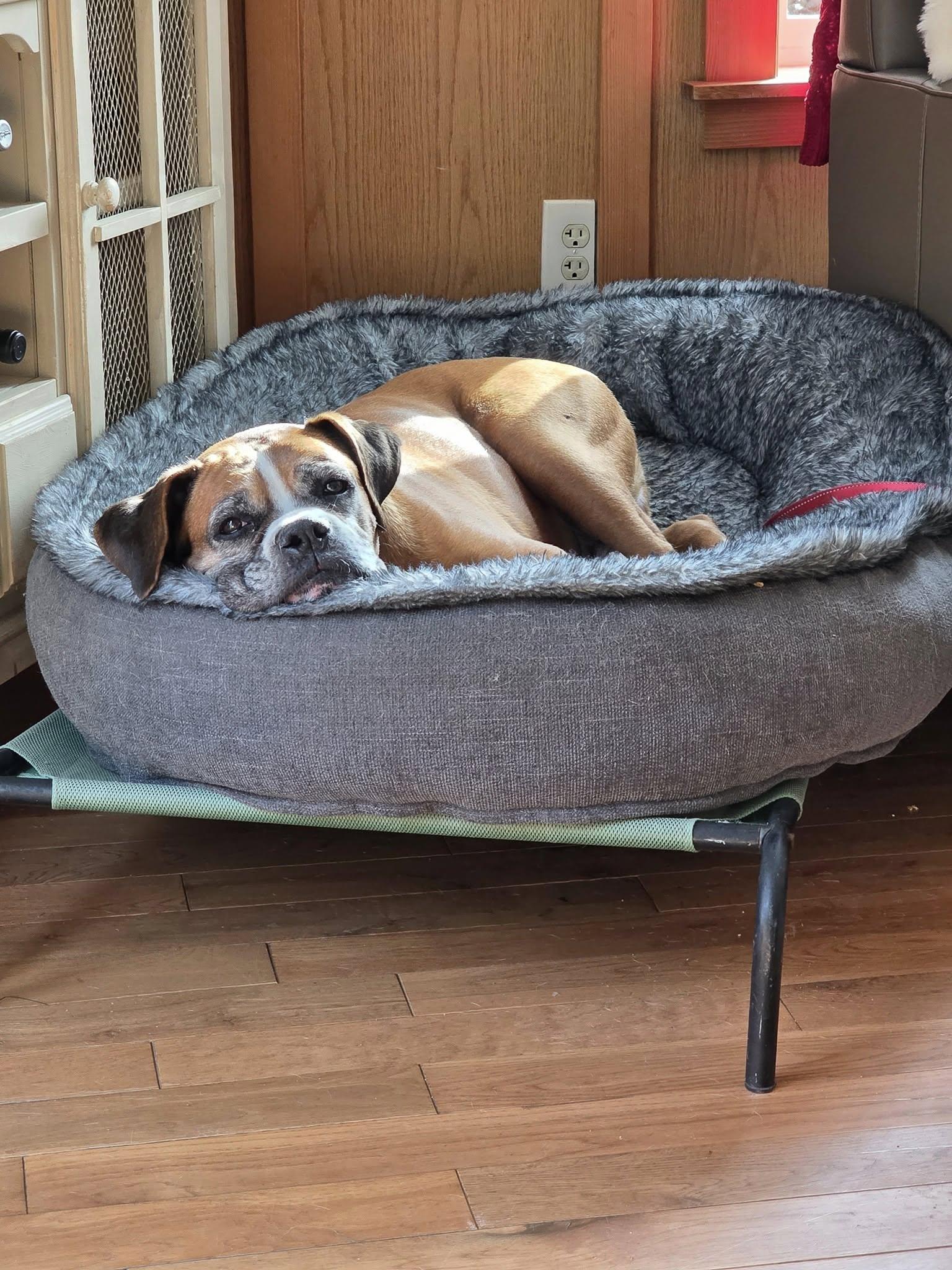 Enlarge Boy, a Adopted Boxer in McMinnville, OR image 1/1