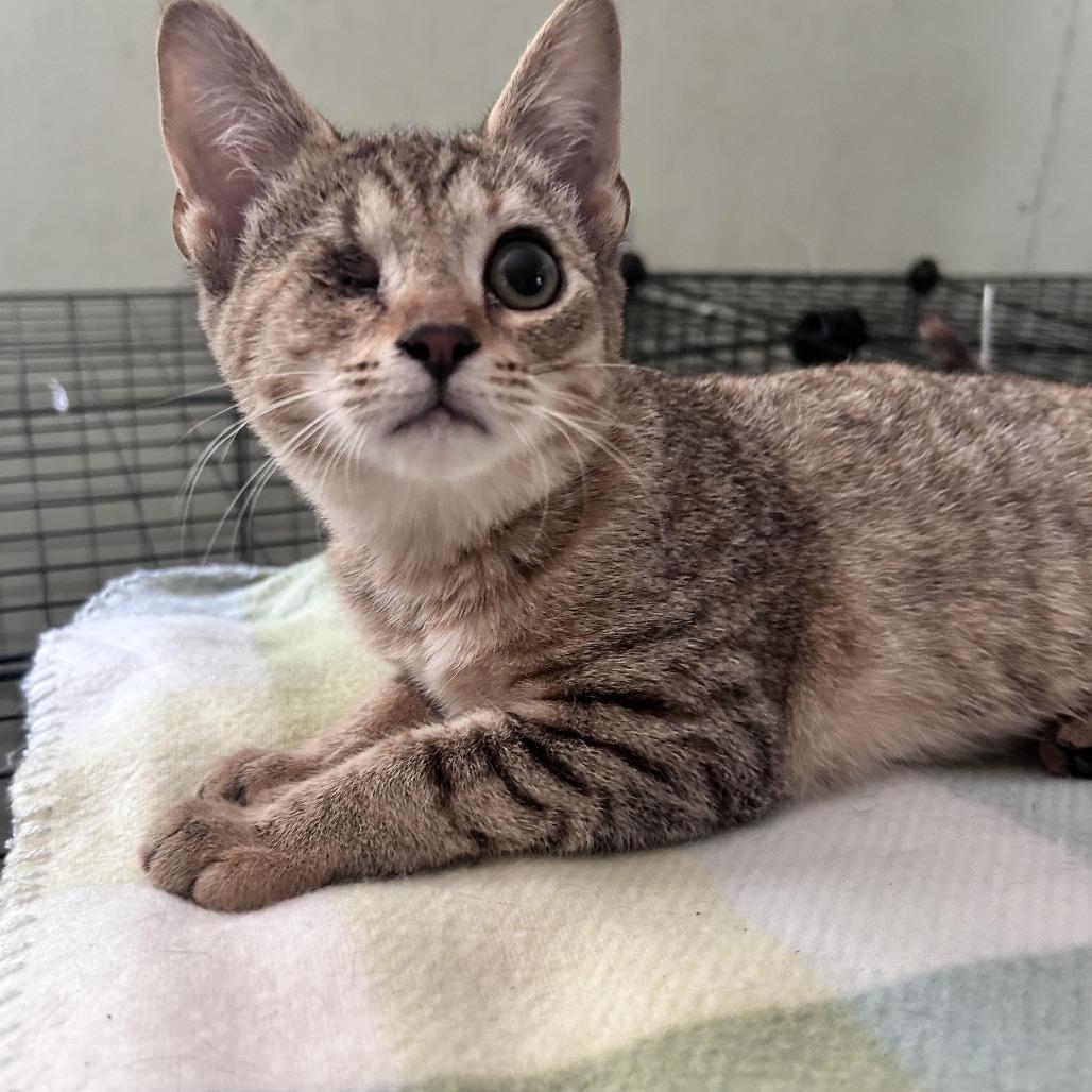 Enlarge Cinna, a Adoptable Domestic Short Hair in Newborn, GA image 1/1
