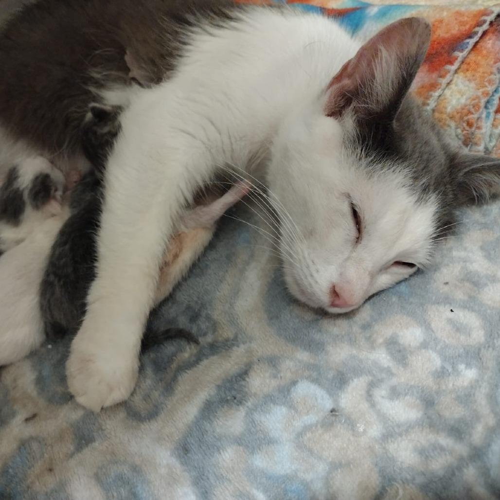 Enlarge Janine Mewnitz, a Adoptable Domestic Short Hair in Winchester, VA image 2/3