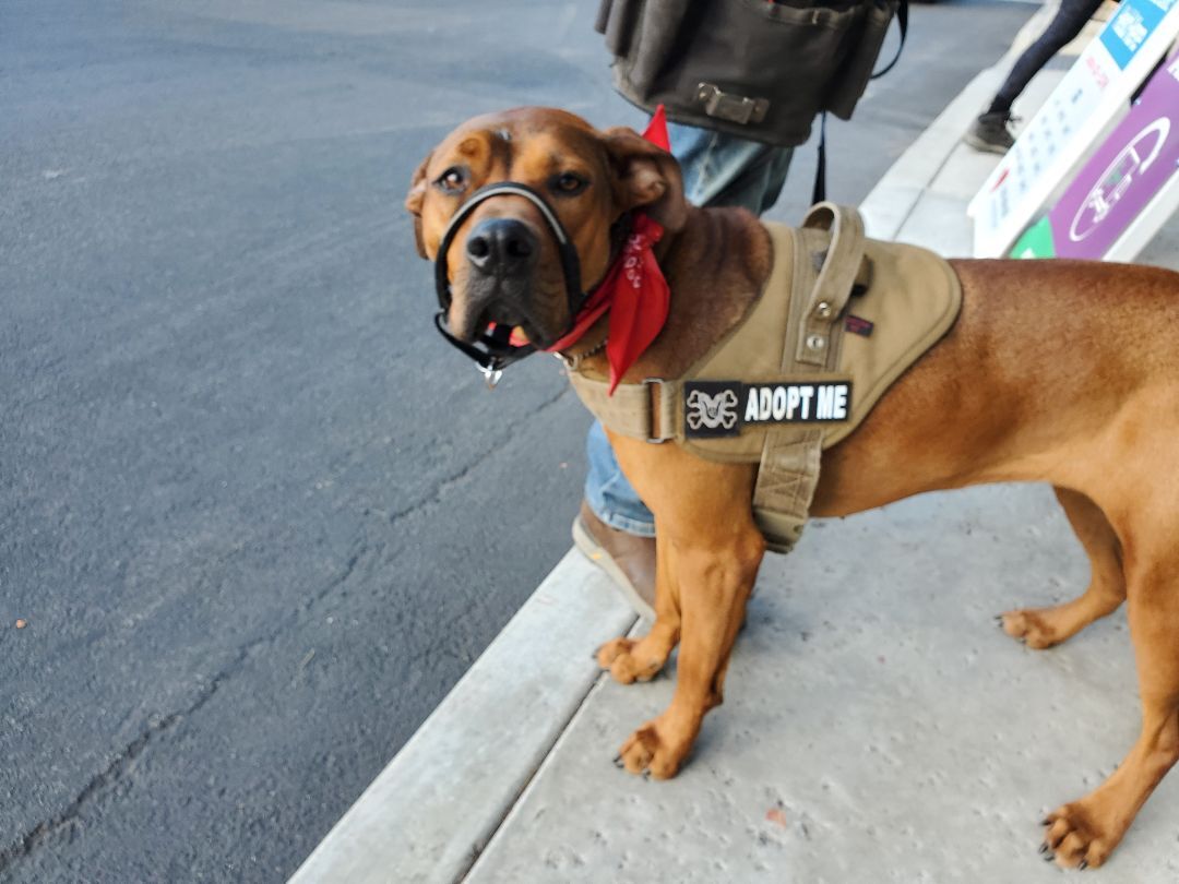 Enlarge Lucy!!, a Adoptable mixed breed in Manhattan Beach, CA image 1/6