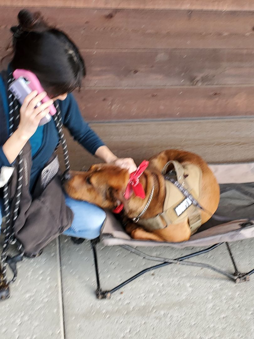 Enlarge Lucy!!, a Adoptable mixed breed in Manhattan Beach, CA image 2/6