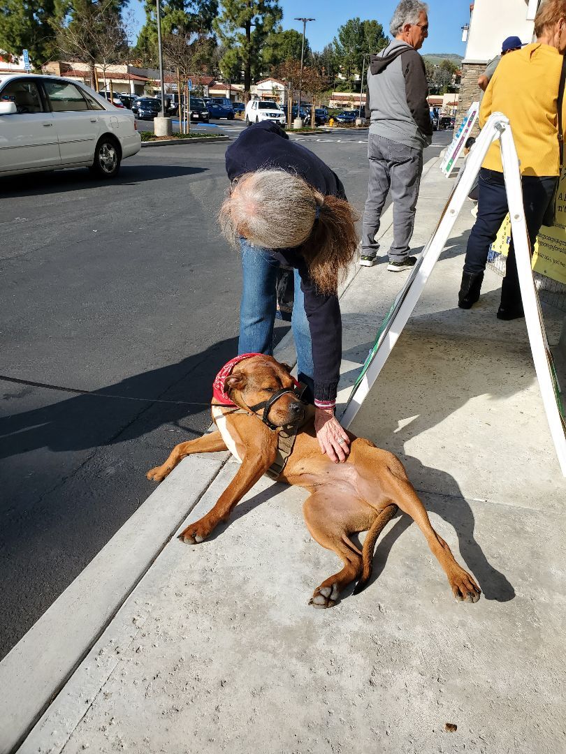 Enlarge Lucy!!, a Adoptable mixed breed in Manhattan Beach, CA image 3/6