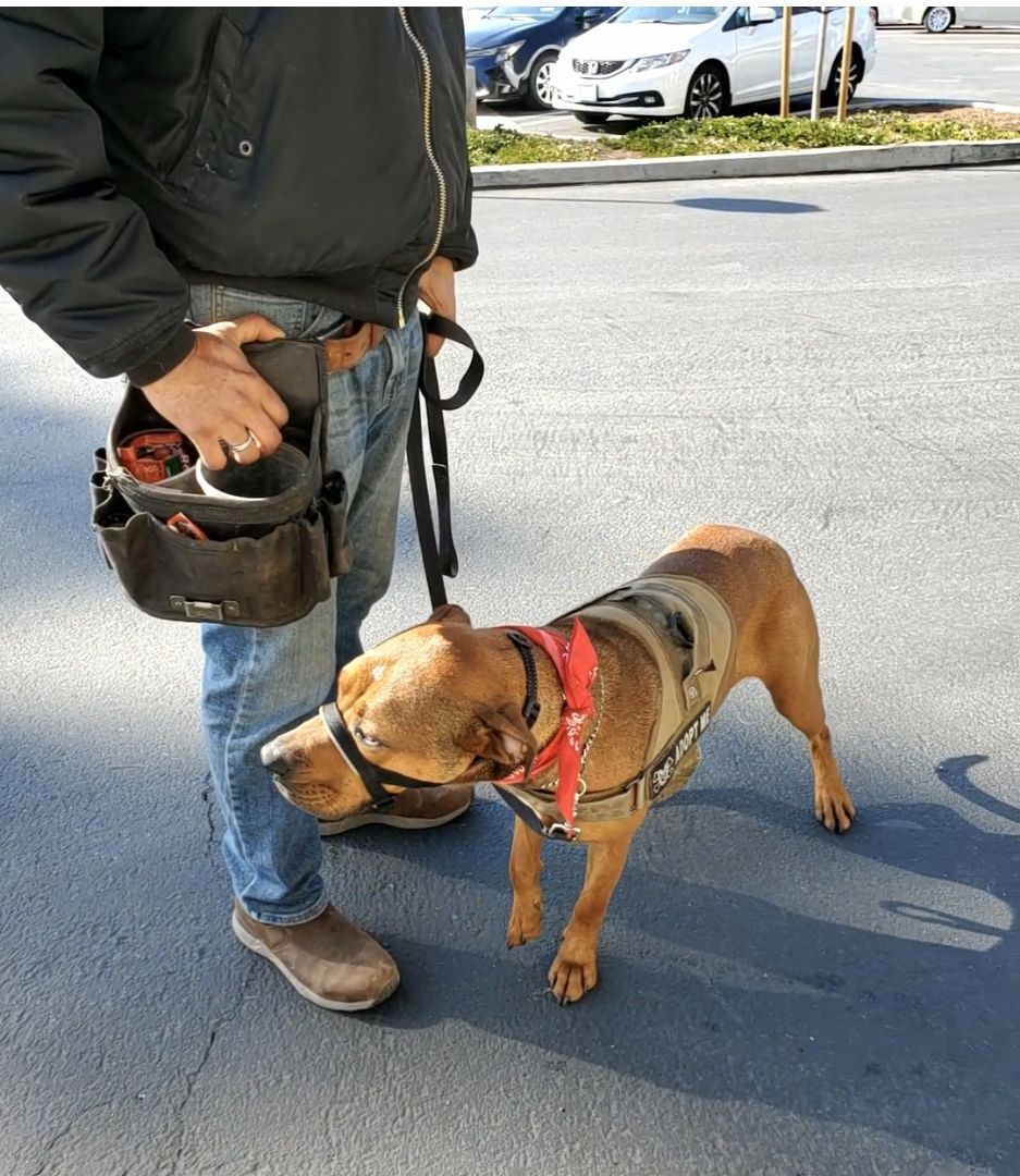 Enlarge Lucy!!, a Adoptable mixed breed in Manhattan Beach, CA image 4/6