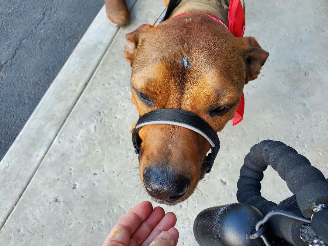 Enlarge Lucy!!, a Adoptable mixed breed in Manhattan Beach, CA image 5/6