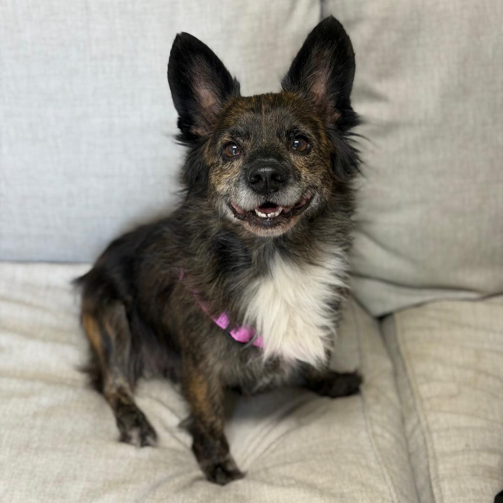 Tilly, Adoptable, Adult Female Dachshund (Miniature Long Haired) & Spaniel.