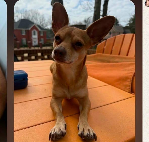 Enlarge Peanut, a Adopted Chihuahua in Tenafly, NJ image 1/3
