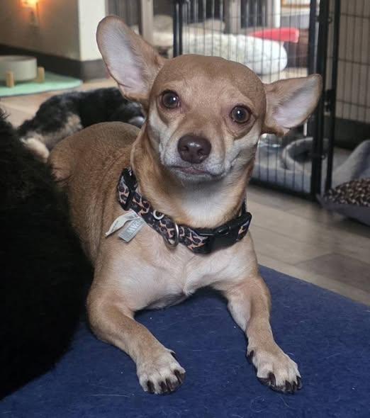Enlarge Peanut, a Adopted Chihuahua in Tenafly, NJ image 2/3