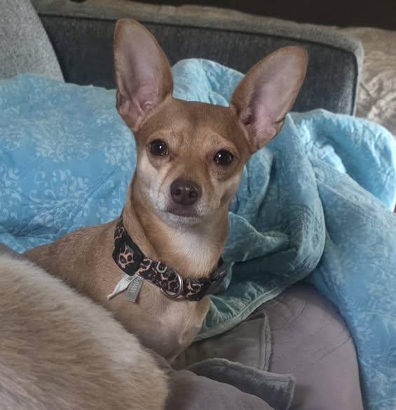 Enlarge Peanut, a Adopted Chihuahua in Tenafly, NJ image 3/3