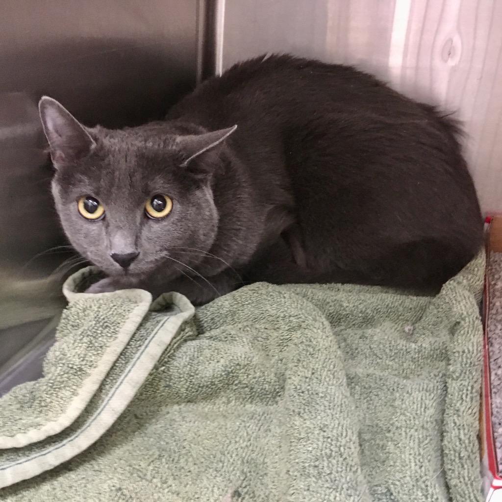 Enlarge Elphaba, a Adoptable mixed breed in Heber City, UT image 1/1