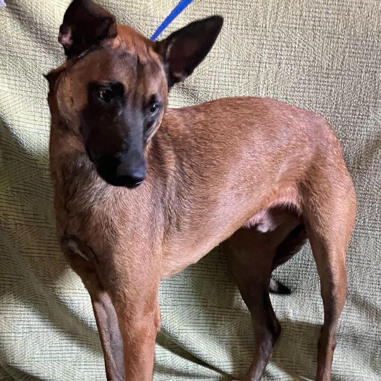 Enlarge Pepe, a Adoptable Belgian Shepherd / Malinois in San Diego, CA image 1/2