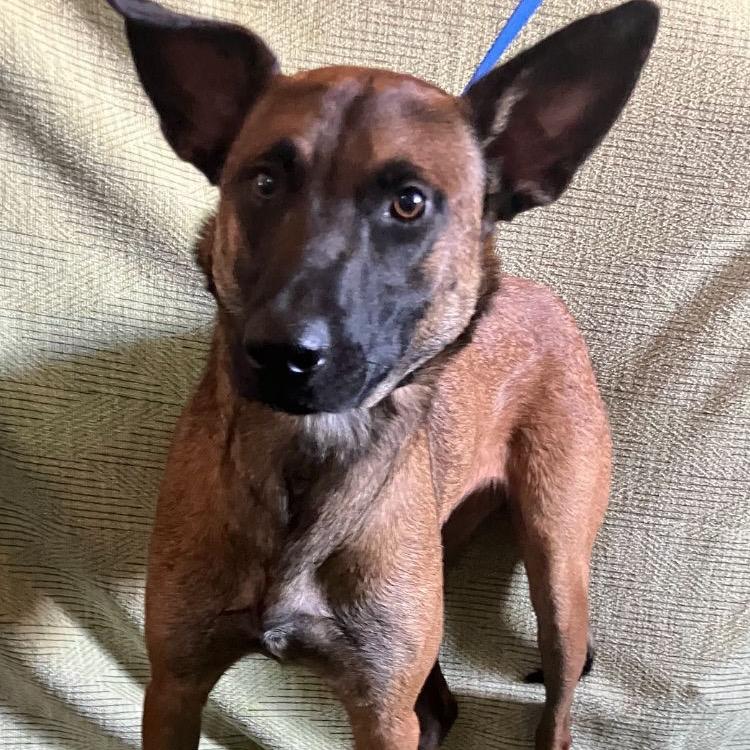 Enlarge Pepe, a Adoptable Belgian Shepherd / Malinois in San Diego, CA image 2/2