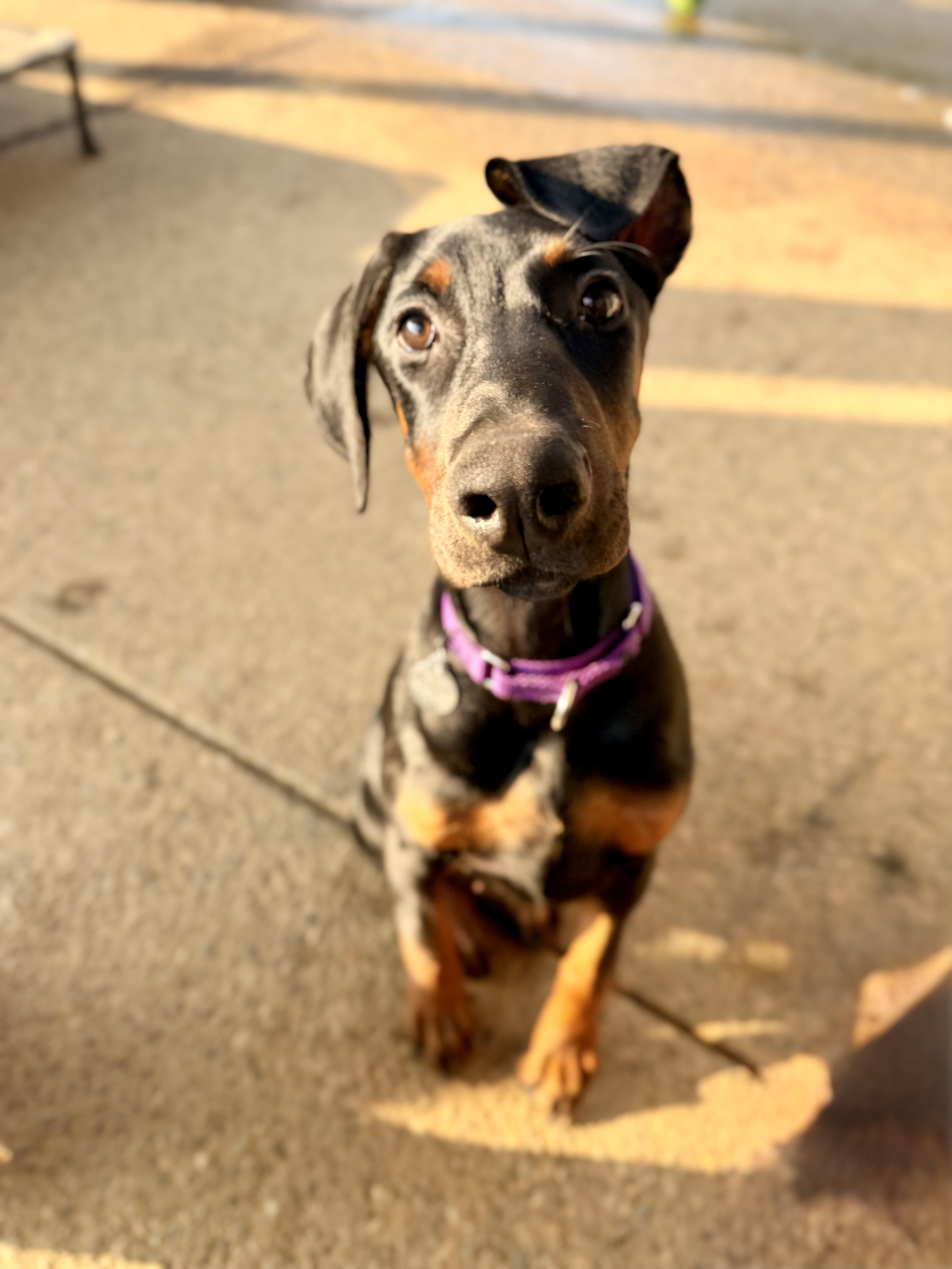 Enlarge Kitty, a ADOPTABLE Doberman Pinscher in Louisville, KY image 2/5