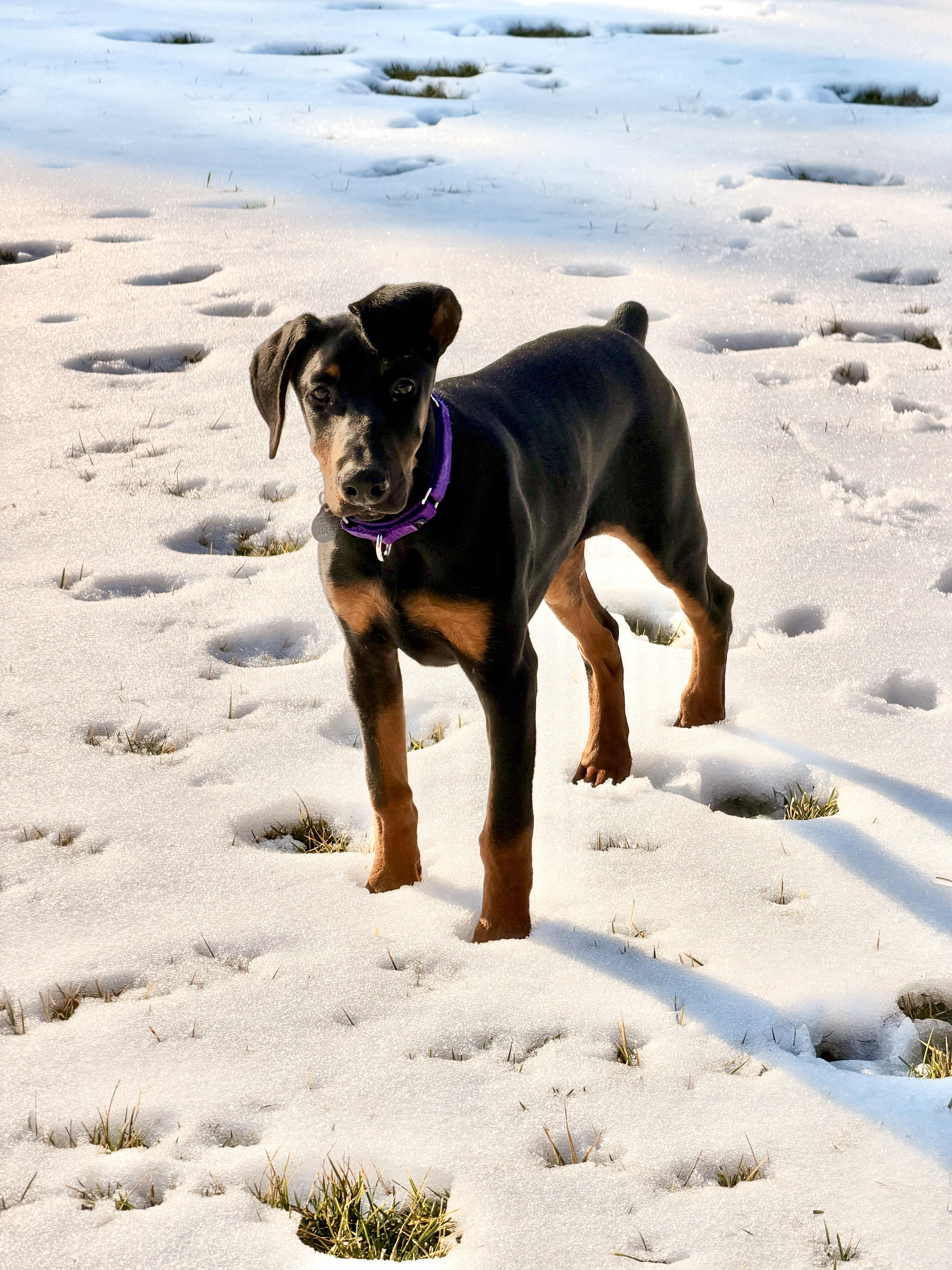 Enlarge Kitty, a ADOPTABLE Doberman Pinscher in Louisville, KY image 5/5