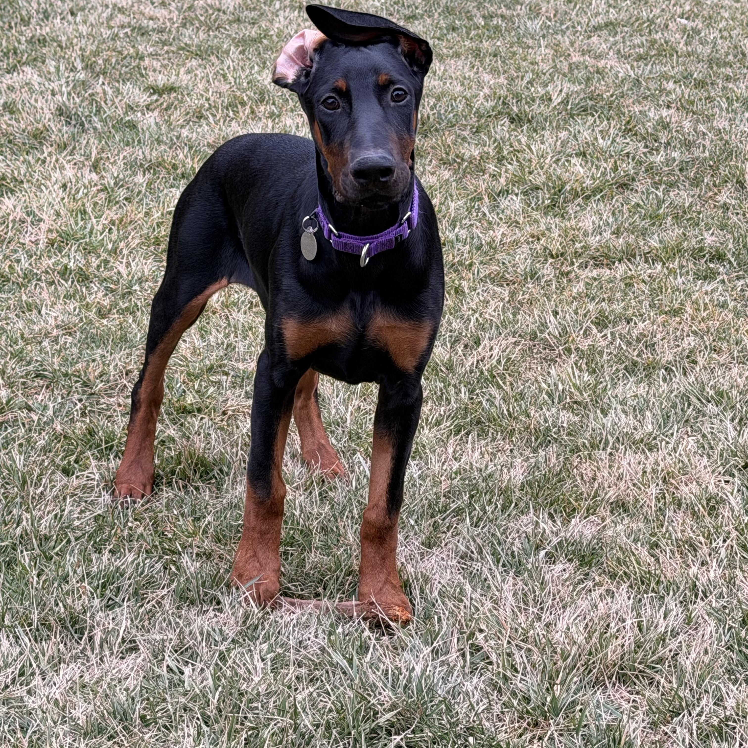Enlarge Kitty, a ADOPTABLE Doberman Pinscher in Louisville, KY image 3/5
