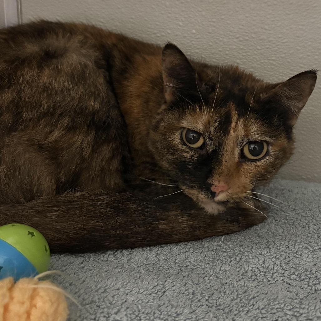 Enlarge Mamas, a Adoptable Domestic Short Hair in Chesapeake, VA image 1/1