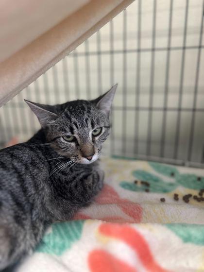 Enlarge Scarecrow, a Adoptable Domestic Short Hair in Baton Rouge, LA image 1/1