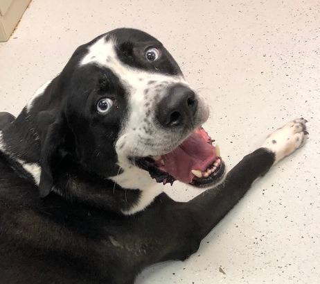 Hojo (Boog), Adopted, Adult Male Husky & Husky.