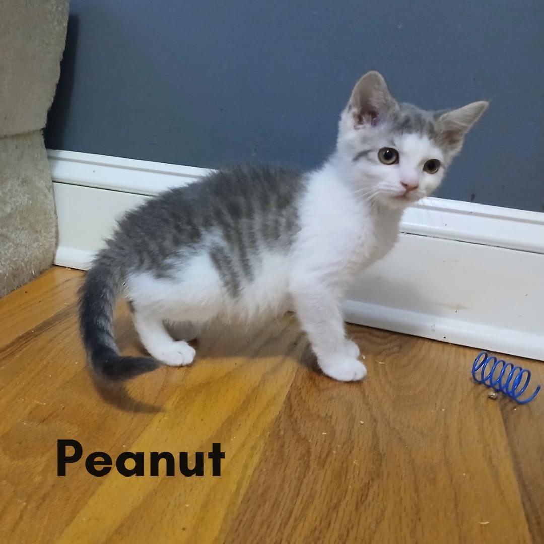 Peanut, ADOPTABLE, Young Female Domestic Short Hair.