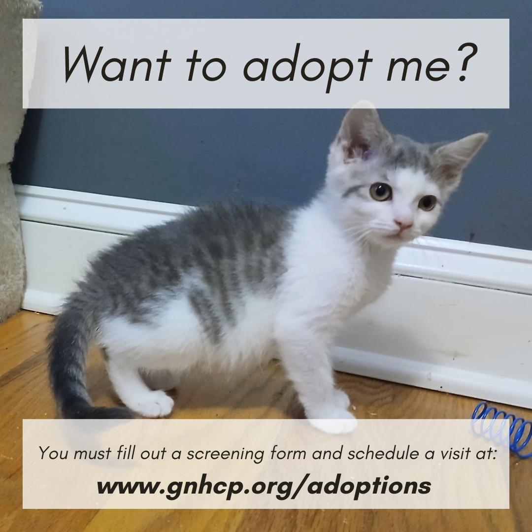 Peanut, a ADOPTABLE Domestic Short Hair in New Haven, CT image 2/2