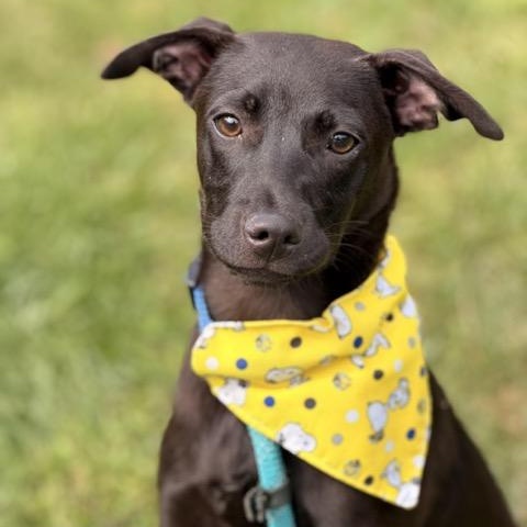 Enlarge Tater Tot, a Adoptable mixed breed in Sparta, NJ image 3/6