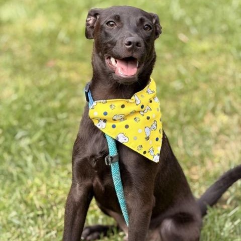 Enlarge Tater Tot, a Adoptable mixed breed in Sparta, NJ image 1/6