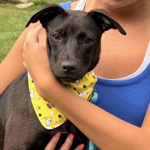 Enlarge Tater Tot, a Adoptable mixed breed in Sparta, NJ image 5/6