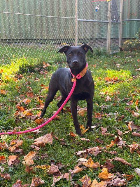 Enlarge Tater Tot, a Adoptable mixed breed in Sparta, NJ image 2/6