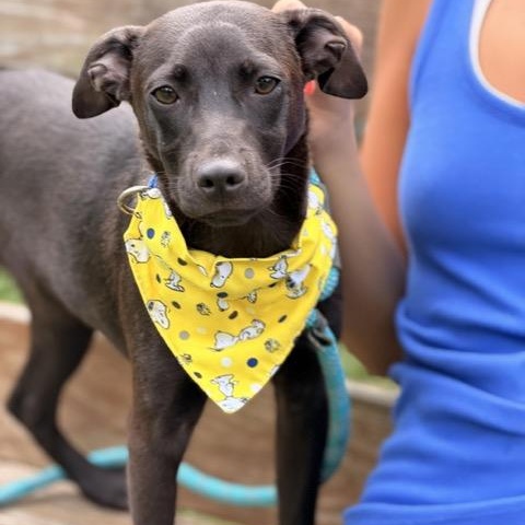 Enlarge Tater Tot, a Adoptable mixed breed in Sparta, NJ image 4/6