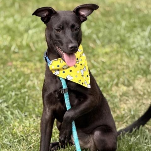 Enlarge Tater Tot, a Adoptable mixed breed in Sparta, NJ image 6/6