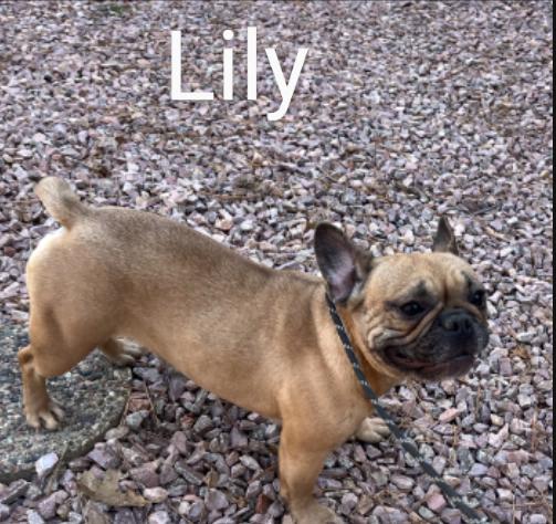 Lily thumbnail 2