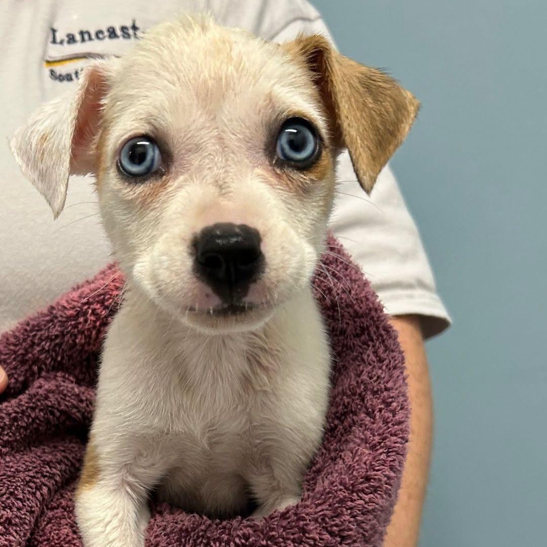 Enlarge Haven, a Adoptable mixed breed in Waxhaw, NC image 2/2